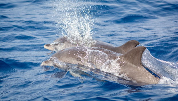 Whale & Dolphin Watching in Puerto Calero - Photo 2