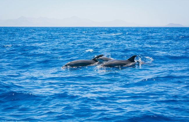 Sunset Dolphin Watching in Puerto Calero - Photo 6