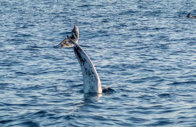 Whale & Dolphin Watching in Puerto Calero - Photo 11