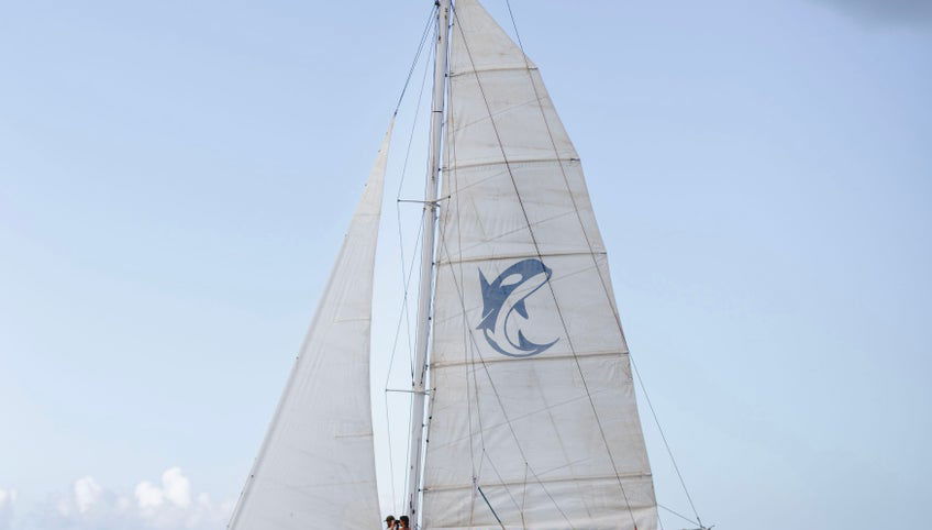 Whale & Dolphin Watching in Puerto Calero - Photo 1