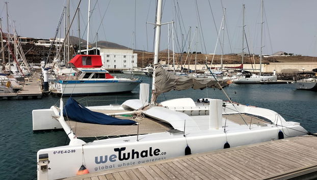 Whale & Dolphin Watching in Puerto Calero - Photo 4