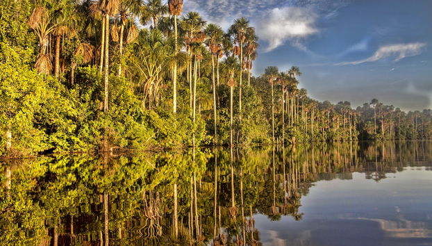 Tambopata National Reserve 5 Day Tour - Foto 5