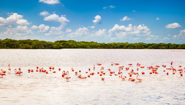 Day Trip to Las Coloradas & Río Lagartos - Photo 5