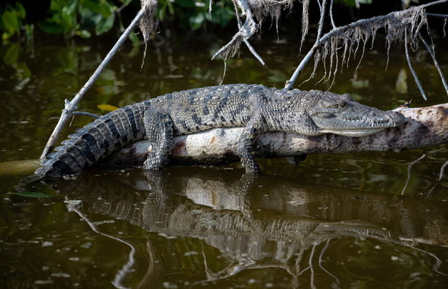 Day Trip to Las Coloradas & Río Lagartos - Foto 7