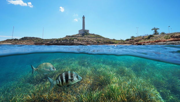 Snorkel en Cabo de Palos - Foto 2