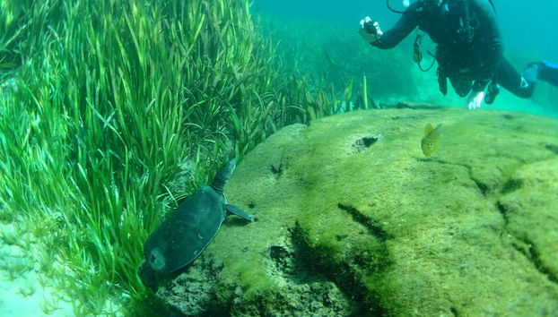 Buceo en Rainbow River - Foto 3