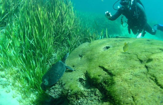 Buceo en Rainbow River - Foto 3