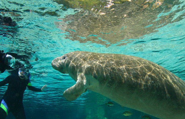 Nado con manatíes en Crystal River - Foto 8