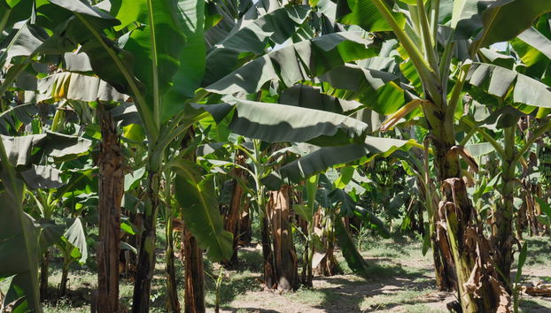 Sunset Felucca Trip to Banana Island - Photo 5