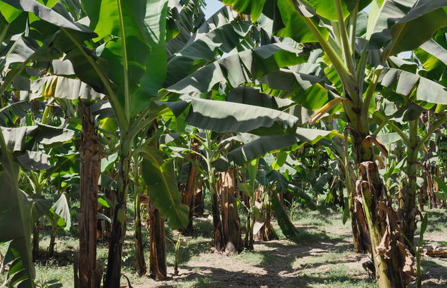 Excursión a Banana Island en faluca - Foto 5