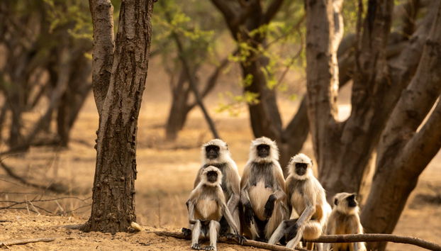 Safári de 2 dias por Ranthambore - Foto 5