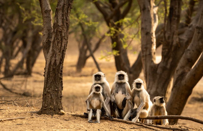 Safari de 2 días por Ranthambore - Foto 5
