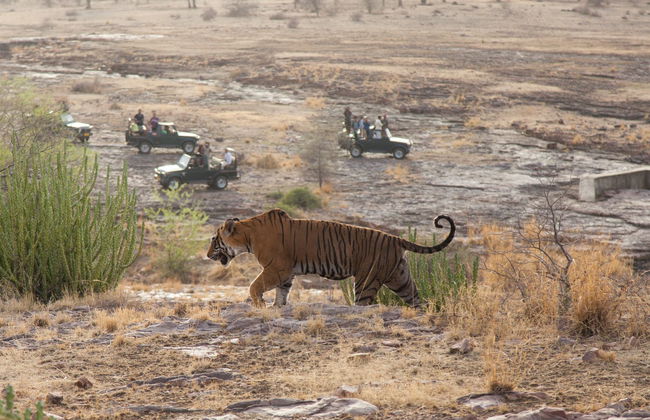Safari de 2 días por Ranthambore - Foto 7