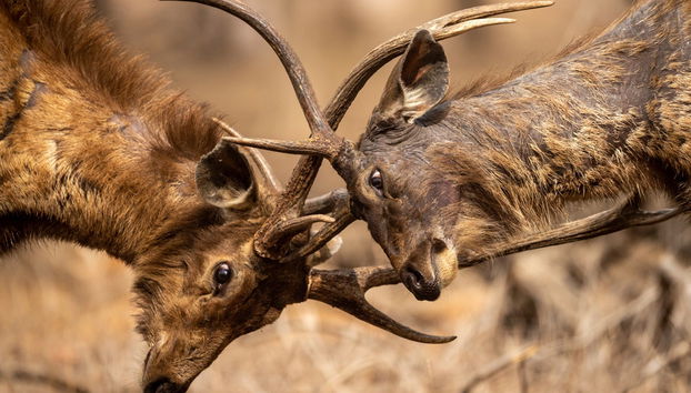 Safári de 2 dias por Ranthambore - Foto 4