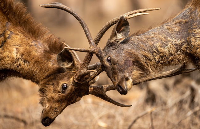 Safari de 2 días por Ranthambore - Foto 4