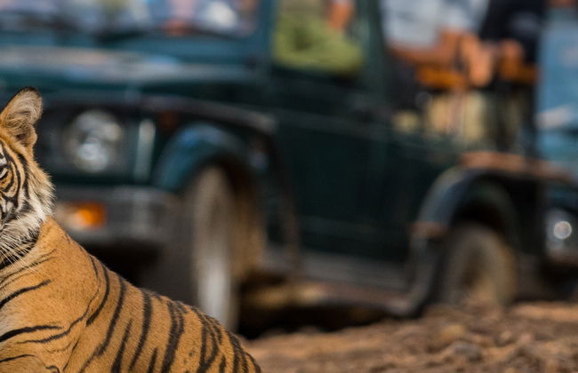 Safari de 2 días por Ranthambore - Foto 2