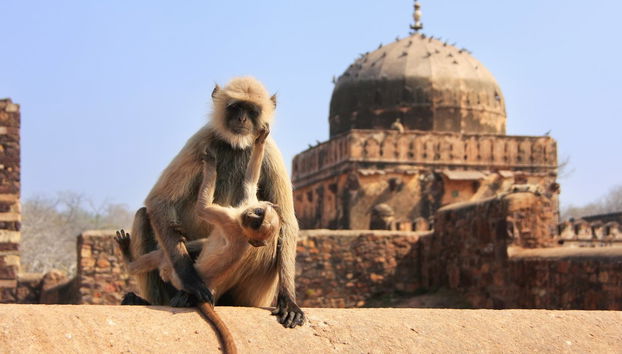 Safári de 2 dias por Ranthambore - Foto 2