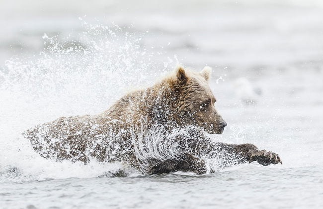 Excursión al lago Clark en avioneta + Avistamiento de osos - Foto 7