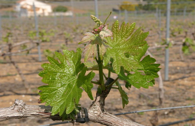 Visita a las bodegas Pérez Hidalgo - Photo 2