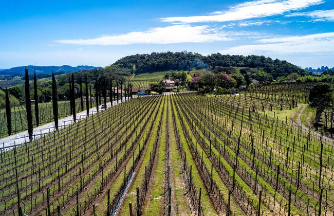 Bento Gonçalves and Garibaldi Day Trip - Foto 1