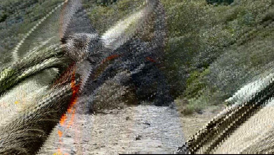 Paseo a caballo por la Garrocha