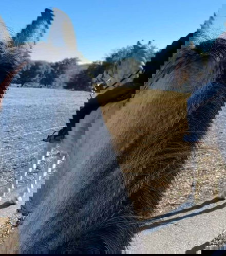 Foto de Paseo a caballo por la Garrocha