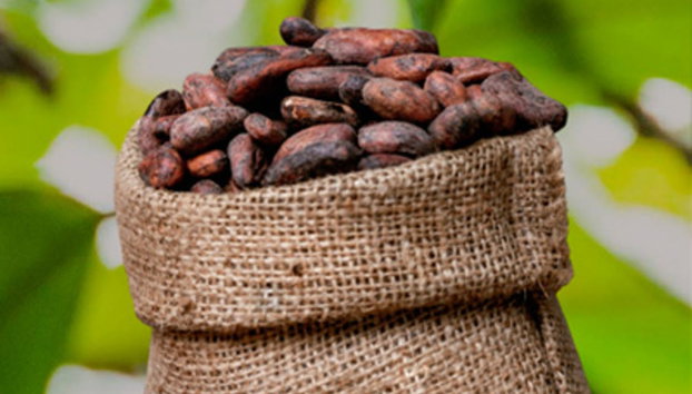 Visita a una finca de cacao en Maceo - Foto 2