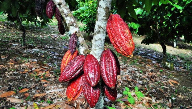 Visita a una finca de cacao en Maceo - Foto 3
