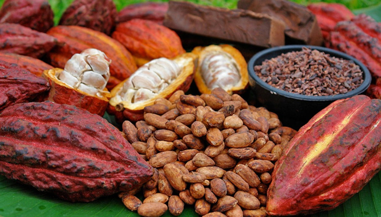 Visita a una finca de cacao en Maceo - Foto 1