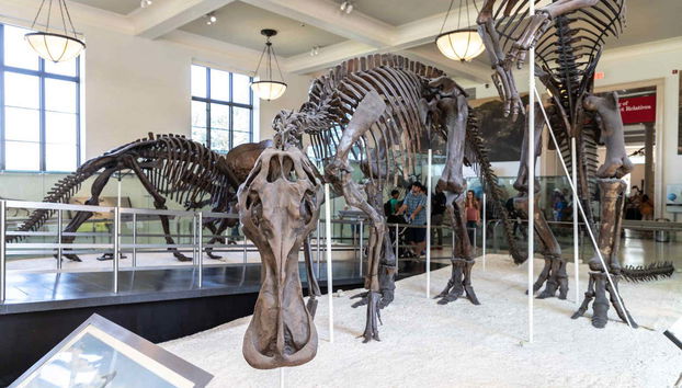 Entrada al Museo Americano de Historia Natural - Foto 2