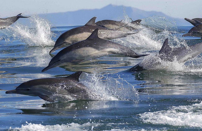 Avistamiento de delfines en Tauranga - Foto 6