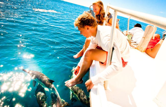 Avistamiento de delfines en Tauranga - Foto 3