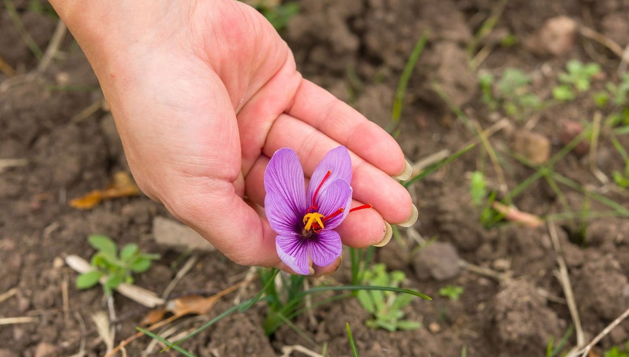 Olmedo Saffron Tour - Photo 1