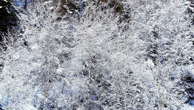 Curso de esquí o snowboard en La Pinilla - Foto 2