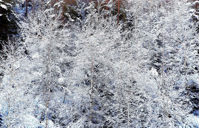 Curso de esquí o snowboard en La Pinilla - Photo 3