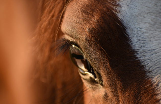 Sierra de Grazalema Horse Riding Tour - Foto 7