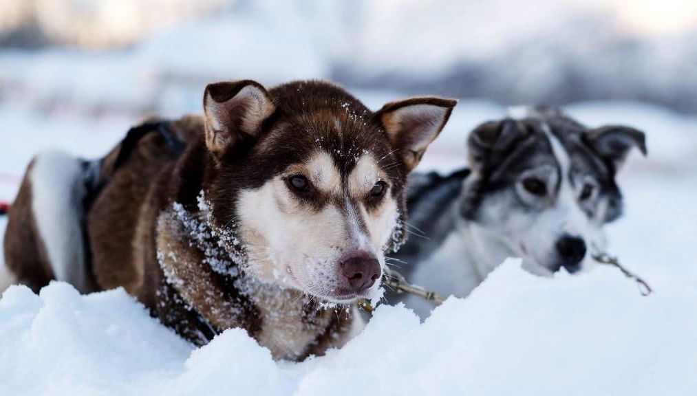 Husky Sledging in a Winter Wonderland - Half-Day Tour - Foto 1