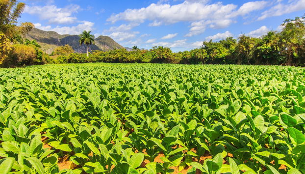 Excursion à Viñales - Photo 4