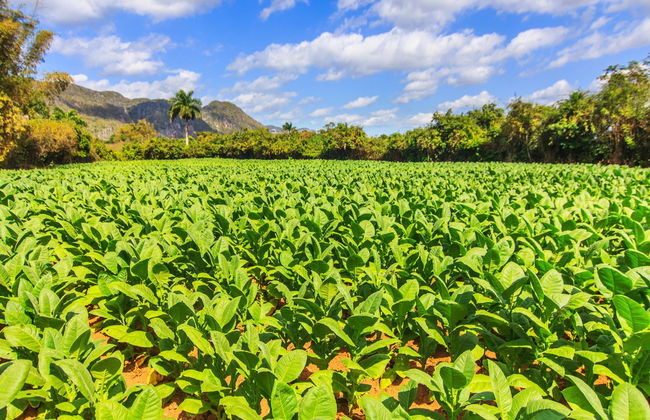 Viñales Excursion - Foto 4