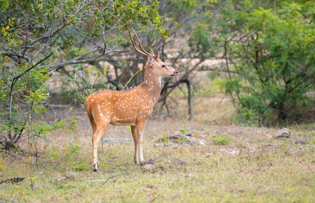 Yala National Park Private Safari - Photo 6