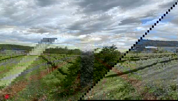 Virginia Wineries Tour - Photo 3