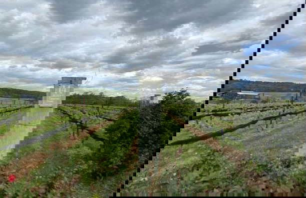 Virginia Wineries Tour - Photo 3