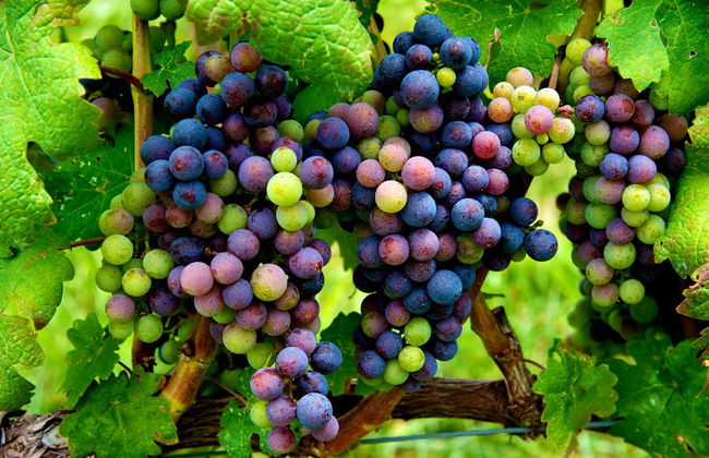 Virginia Wineries Tour - Photo 1