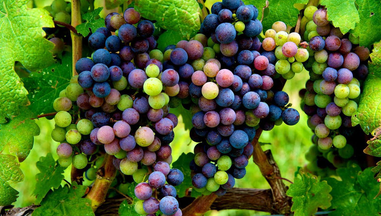 Virginia Wineries Tour - Photo 1