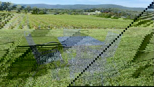 Virginia Wineries Tour - Photo 5