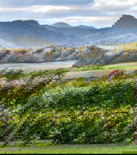Foto de Tour de viñedos y bodegas por Virginia