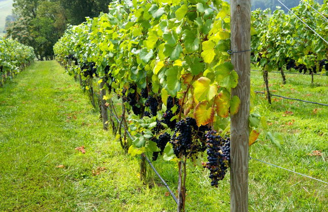 Virginia Wineries Tour - Photo 6