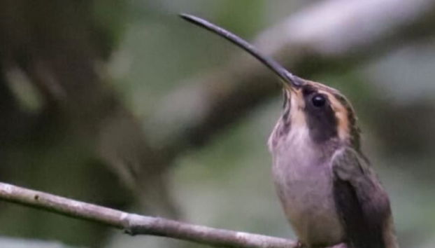 Avistamiento de aves en Praia Grande - Foto 5