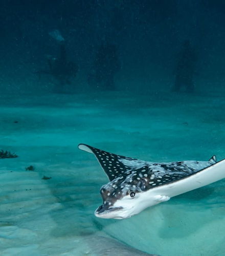 Foto de Bautismo de buceo en Mahahual