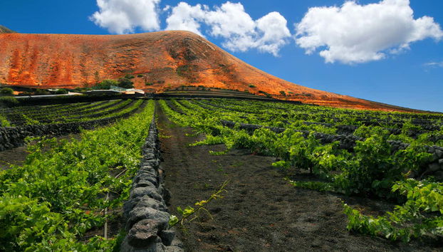 Tour por los viñedos del volcán Guardilama + Cata en las Bodegas Rubicón - Foto 3